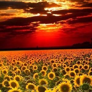 Meet your Posher, Chrystal